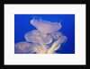 Moon jellies by Anonymous