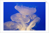 Moon jellies by Anonymous