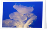 Moon jellies by Anonymous