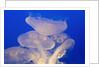 Moon jellies by Anonymous