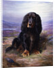 A Spaniel in the Highlands by Lilian Cheviot