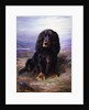 A Spaniel in the Highlands by Lilian Cheviot