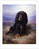 A Spaniel in the Highlands by Lilian Cheviot