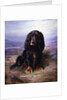 A Spaniel in the Highlands by Lilian Cheviot