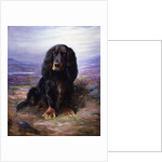 A Spaniel in the Highlands by Lilian Cheviot