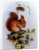 Red Squirrel with Primroses and Violets by Edward Julius Detmold