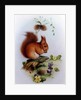 Red Squirrel with Primroses and Violets by Edward Julius Detmold