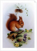 Red Squirrel with Primroses and Violets by Edward Julius Detmold