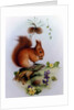 Red Squirrel with Primroses and Violets by Edward Julius Detmold