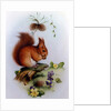 Red Squirrel with Primroses and Violets by Edward Julius Detmold