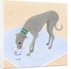 Dog Eating out of a Dish by Anonymous
