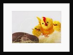 Toy chickens looking at chocolate eggs by Anonymous