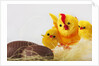 Toy chickens looking at chocolate eggs by Anonymous