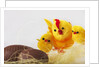 Toy chickens looking at chocolate eggs by Anonymous