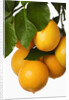 Oranges hanging from tree by Anonymous