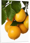Oranges hanging from tree by Anonymous