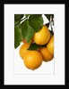 Oranges hanging from tree by Anonymous