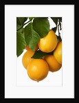 Oranges hanging from tree by Anonymous