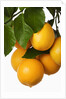 Oranges hanging from tree by Anonymous