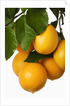 Oranges hanging from tree by Anonymous