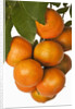 Mandarin oranges hanging from tree by Anonymous