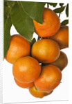 Mandarin oranges hanging from tree by Anonymous