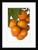 Mandarin oranges hanging from tree by Anonymous