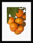 Mandarin oranges hanging from tree by Anonymous