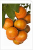 Mandarin oranges hanging from tree by Anonymous