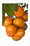 Mandarin oranges hanging from tree by Anonymous