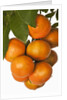 Mandarin oranges hanging from tree by Anonymous