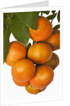 Mandarin oranges hanging from tree by Anonymous