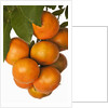 Mandarin oranges hanging from tree by Anonymous