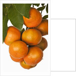 Mandarin oranges hanging from tree by Anonymous