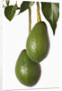 Avocados hanging from tree by Anonymous