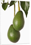 Avocados hanging from tree by Anonymous