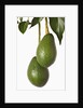 Avocados hanging from tree by Anonymous