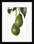 Avocados hanging from tree by Anonymous