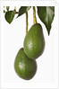 Avocados hanging from tree by Anonymous