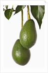Avocados hanging from tree by Anonymous