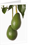 Avocados hanging from tree by Anonymous