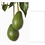 Avocados hanging from tree by Anonymous