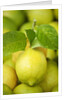 Fresh lemons by Anonymous