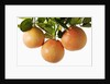 Pink grapefruit hanging from tree by Anonymous