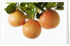 Pink grapefruit hanging from tree by Anonymous