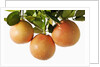 Pink grapefruit hanging from tree by Anonymous