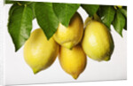 Lemons hanging from tree by Anonymous