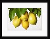 Lemons hanging from tree by Anonymous