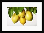 Lemons hanging from tree by Anonymous
