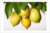 Lemons hanging from tree by Anonymous